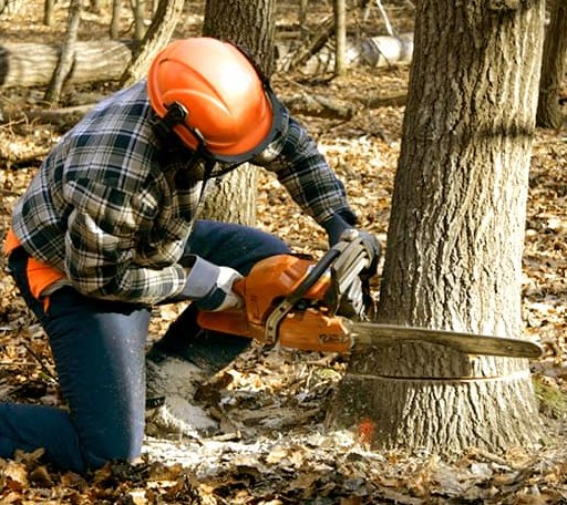 Tree Removal in Greenwich, UT